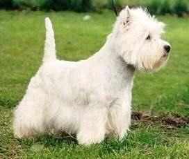 Corte Westy